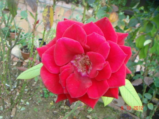 Name:  DSC00532.jpg
Views: 1048
Size:  51.3 KB