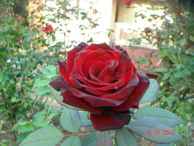Name:  DSC00536.jpg
Views: 1476
Size:  51.9 KB