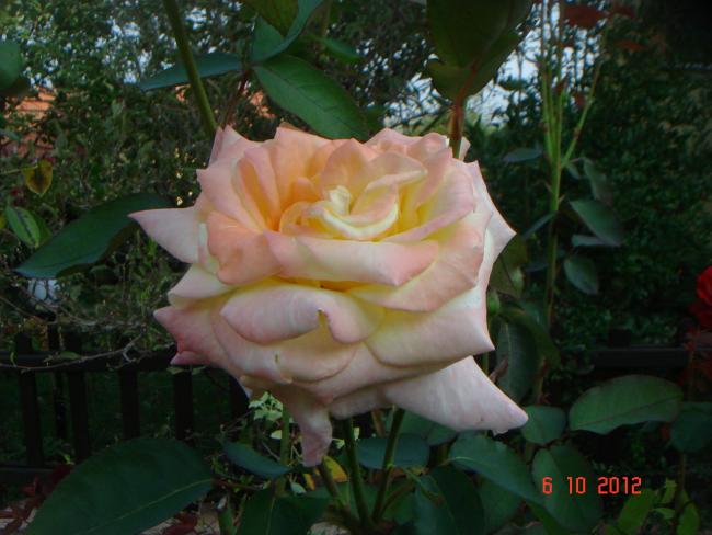Name:  DSC00547.jpg
Views: 1035
Size:  44.0 KB