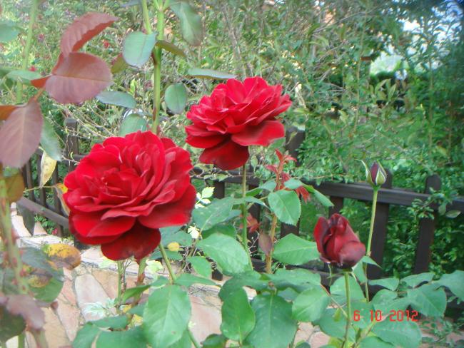 Name:  DSC00554.jpg
Views: 927
Size:  68.6 KB