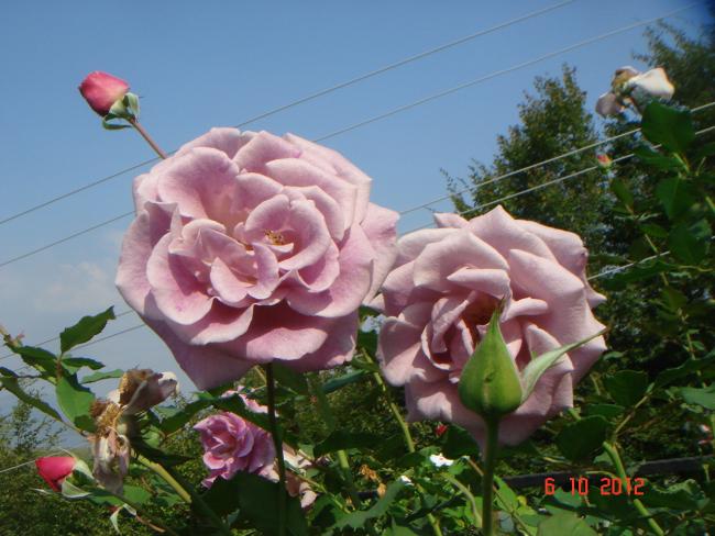 Name:  DSC00607.jpg
Views: 841
Size:  50.9 KB