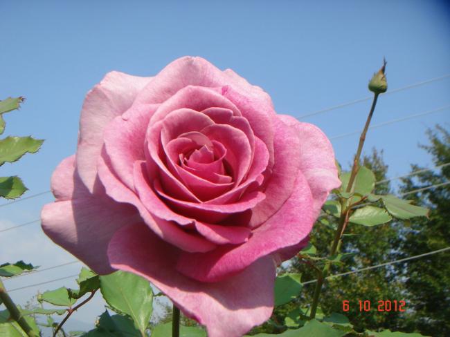 Name:  DSC00611.jpg
Views: 852
Size:  40.8 KB