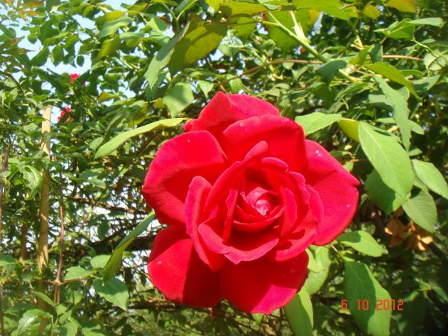 Name:  DSC00615.jpg
Views: 841
Size:  71.0 KB