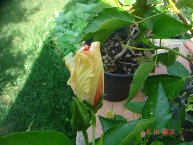 Name:  DSC00585.jpg
Views: 995
Size:  49.4 KB