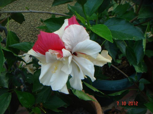 Name:  DSC00698.jpg
Views: 991
Size:  40.5 KB