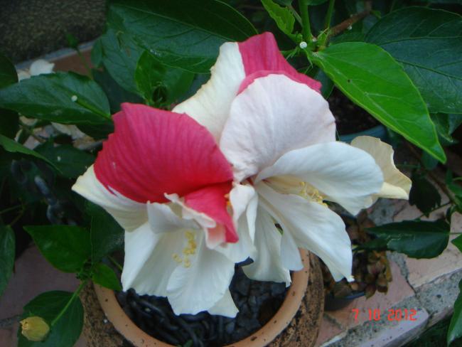 Name:  DSC00700.jpg
Views: 994
Size:  41.1 KB