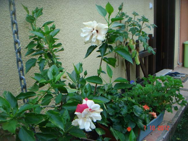 Name:  DSC00701.jpg
Views: 1020
Size:  64.1 KB
