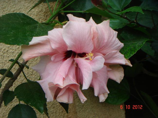 Name:  DSC00350.jpg
Views: 959
Size:  41.9 KB