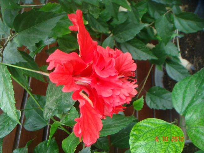 Name:  DSC00354.jpg
Views: 1024
Size:  48.4 KB