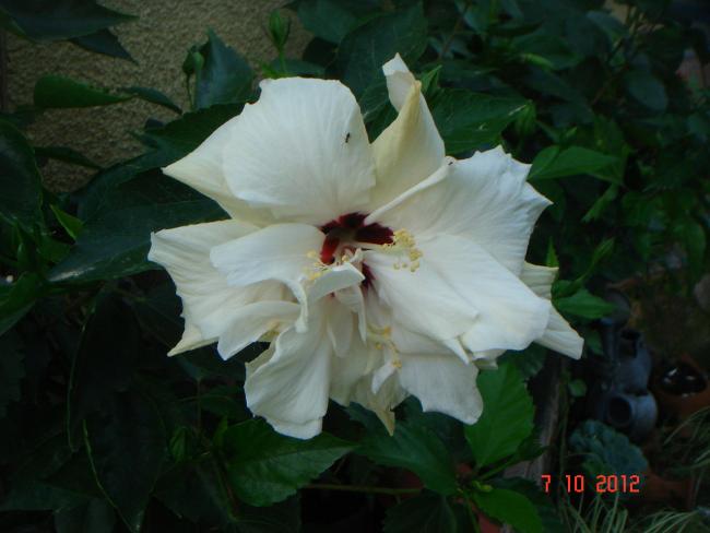 Name:  DSC00686.jpg
Views: 960
Size:  34.3 KB