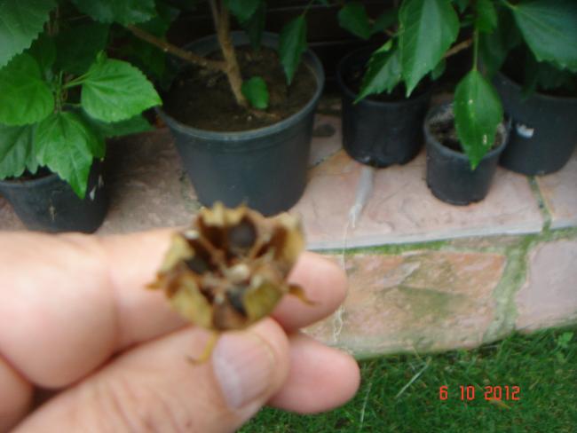 Name:  DSC00368.jpg
Views: 980
Size:  32.7 KB
