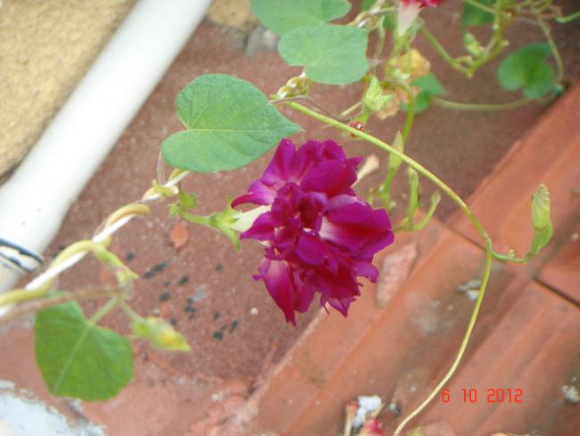 Name:  DSC00316.jpg
Views: 971
Size:  36.4 KB