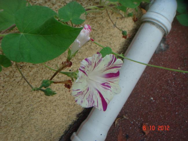 Name:  DSC00323.jpg
Views: 973
Size:  44.0 KB