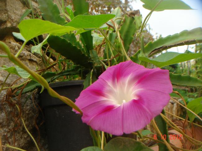 Name:  DSC00382.jpg
Views: 1024
Size:  49.5 KB