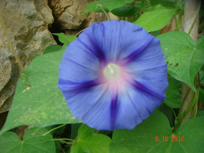 Name:  DSC00424.jpg
Views: 982
Size:  39.3 KB