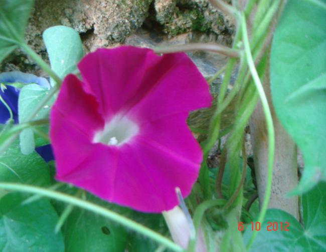 Name:  DSC00434.jpg
Views: 980
Size:  38.6 KB