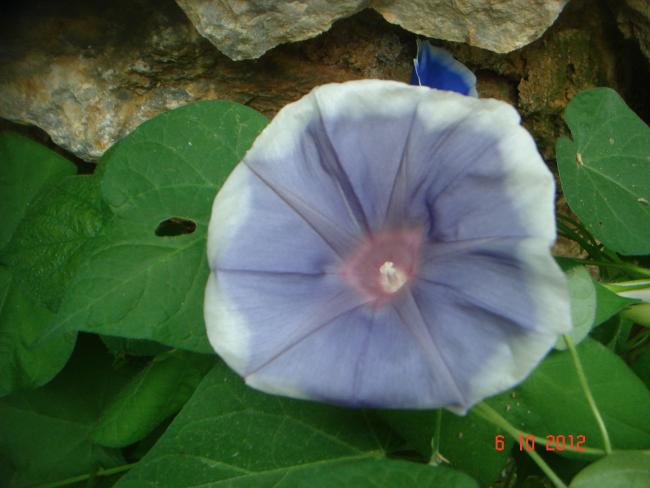 Name:  DSC00427.jpg
Views: 971
Size:  36.9 KB