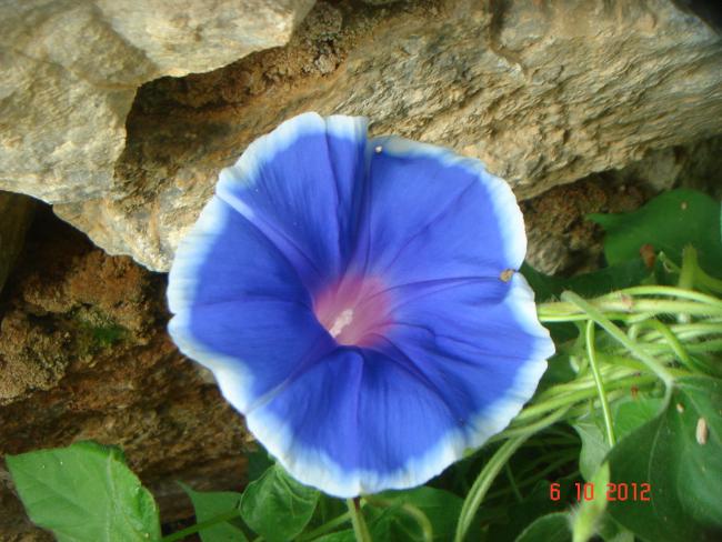 Name:  DSC00430.jpg
Views: 966
Size:  52.3 KB