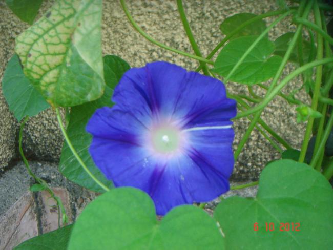 Name:  DSC00444.jpg
Views: 965
Size:  44.7 KB