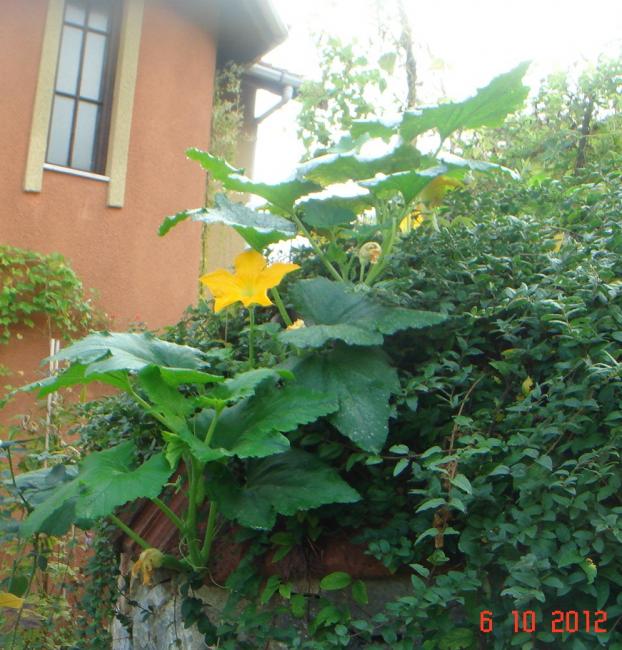 Name:  DSC00570.jpg
Views: 958
Size:  71.0 KB