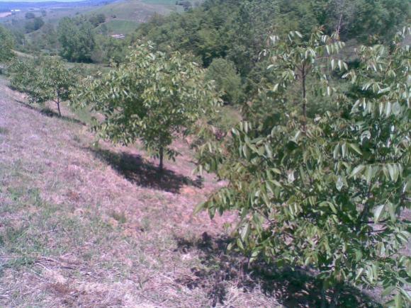 Name:  Grnt043.jpg
Views: 1313
Size:  63.4 KB