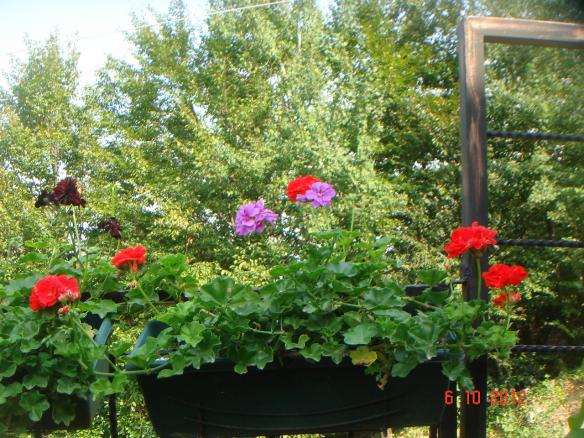 Name:  DSC00592.jpg
Views: 949
Size:  71.9 KB