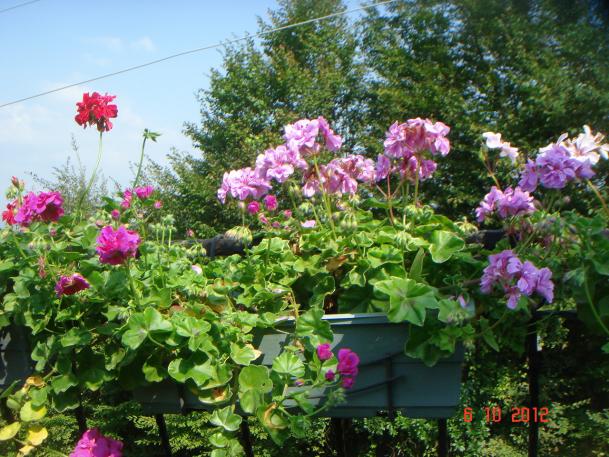 Name:  DSC00600.jpg
Views: 951
Size:  72.2 KB