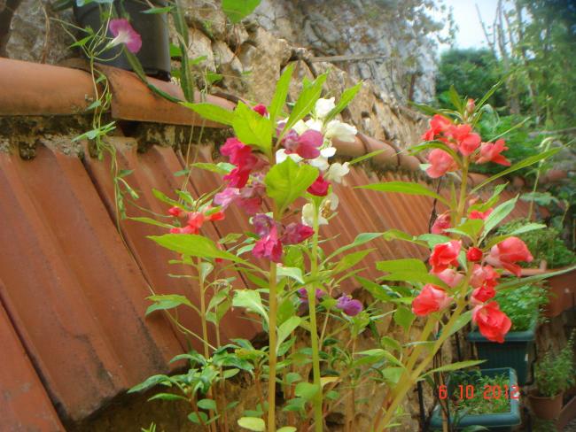 Name:  DSC00379.jpg
Views: 1169
Size:  62.0 KB