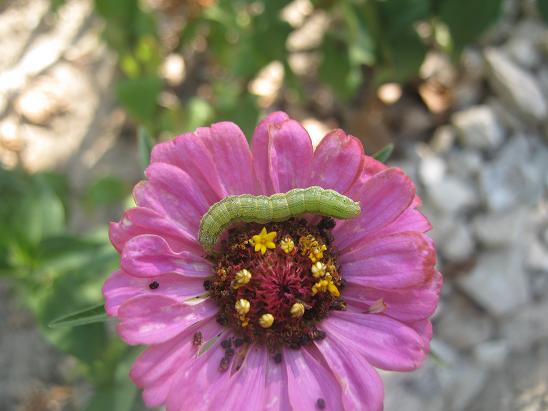 Name:  trtll zinnia.JPG
Views: 1491
Size:  45.8 KB