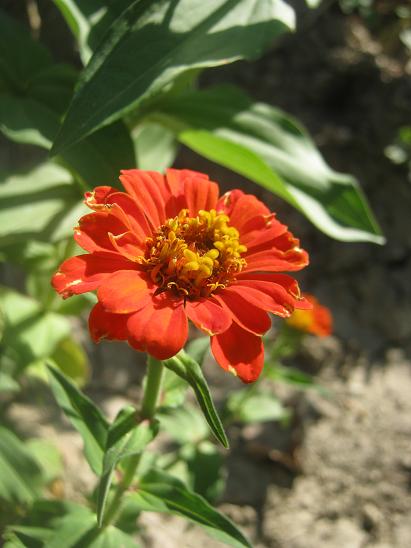 Name:  turuncu z..JPG
Views: 1292
Size:  41.7 KB