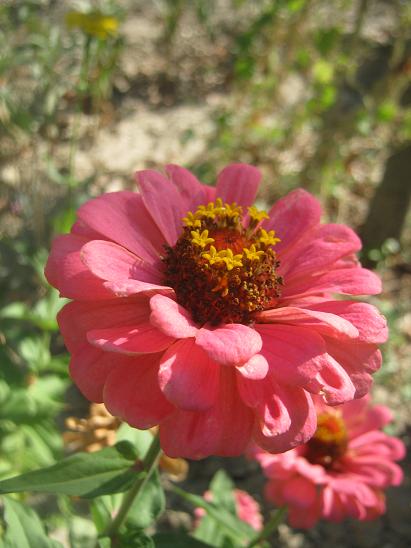 Name:  zinnia.JPG
Views: 1257
Size:  44.4 KB