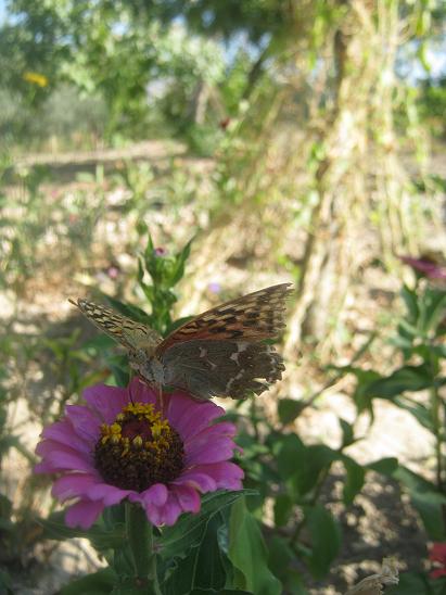 Name:  kelebekli zinnia.JPG
Views: 1277
Size:  48.9 KB