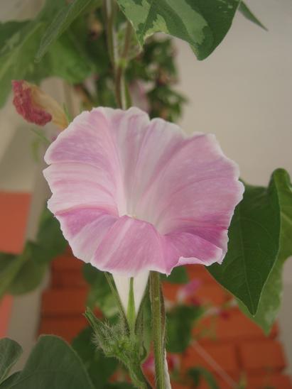 Name:  s.s.JPG
Views: 1233
Size:  28.2 KB