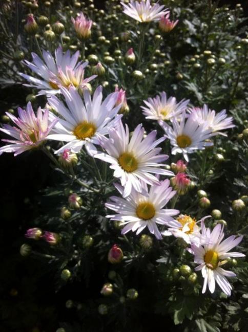 Name:  resim 001.jpg
Views: 826
Size:  54.8 KB
