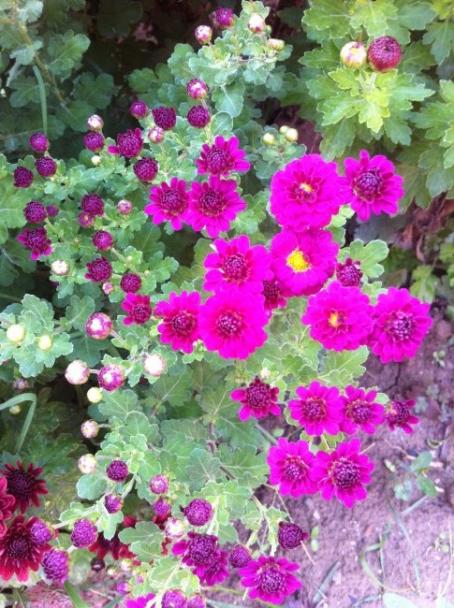 Name:  resim 007.jpg
Views: 838
Size:  64.9 KB