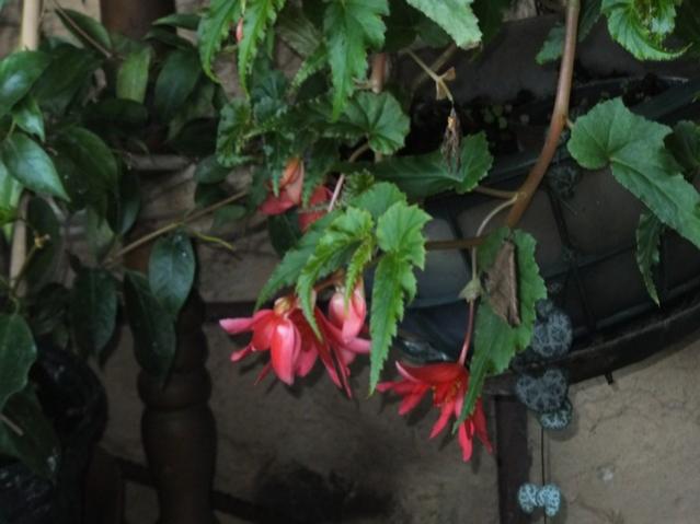 Name:  DSCF6216.jpg
Views: 436
Size:  36.8 KB