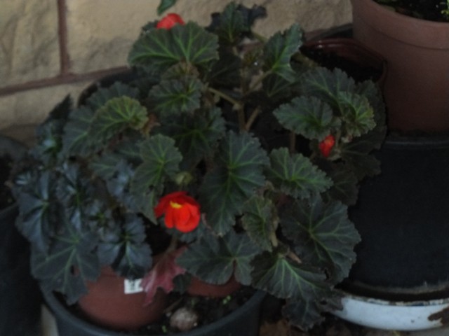 Name:  DSCF6218.jpg
Views: 397
Size:  59.6 KB