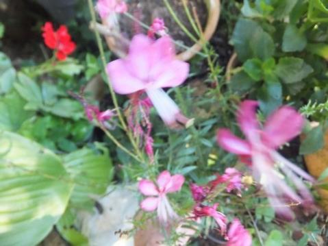 Name:  DSCF6241.jpg
Views: 397
Size:  27.6 KB