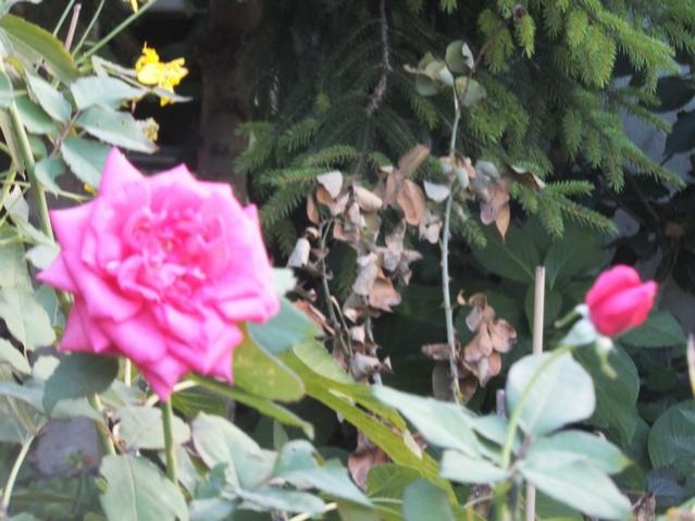 Name:  DSCF6259.jpg
Views: 384
Size:  48.1 KB