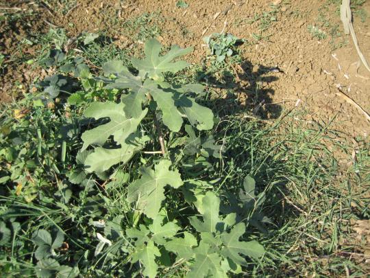 Name:  IMG_0667.jpg
Views: 1576
Size:  73.3 KB