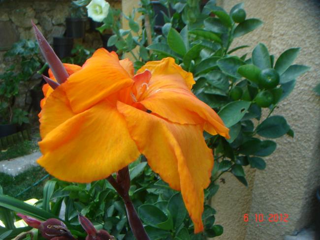 Name:  DSC00626.jpg
Views: 797
Size:  47.7 KB