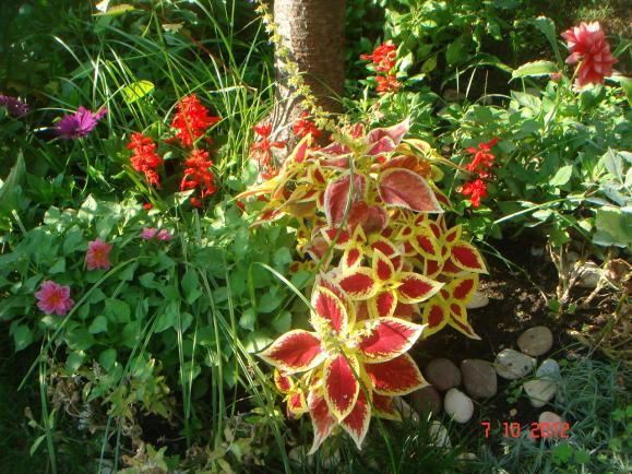 Name:  DSC00816.jpg
Views: 834
Size:  73.0 KB