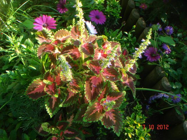 Name:  DSC00818.jpg
Views: 847
Size:  70.4 KB