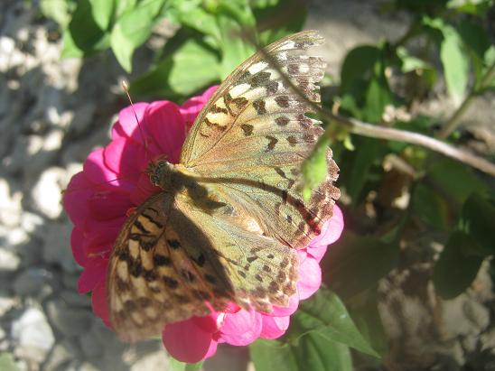 Name:  byk kelebek.JPG
Views: 1579
Size:  52.1 KB