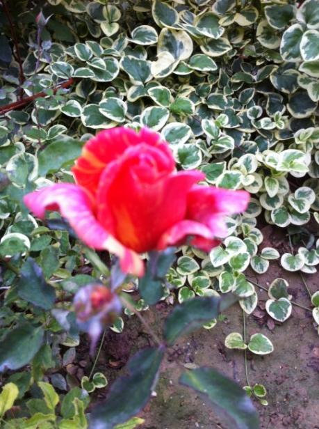 Name:  resim 169.jpg
Views: 732
Size:  63.7 KB