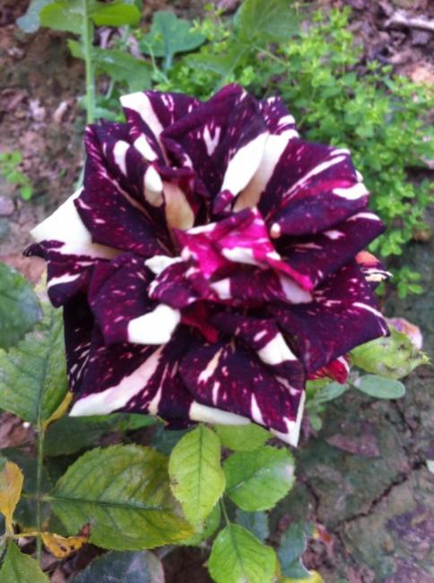 Name:  resim 175.jpg
Views: 755
Size:  55.3 KB