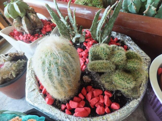 Name:  DSCF6279.jpg
Views: 296
Size:  59.4 KB
