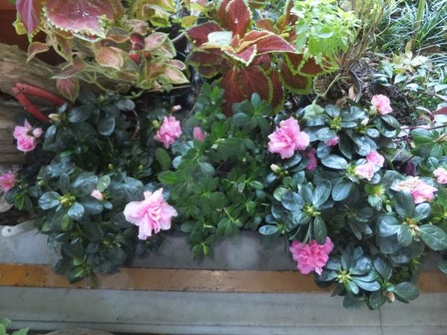 Name:  DSCF6300.jpg
Views: 272
Size:  61.5 KB