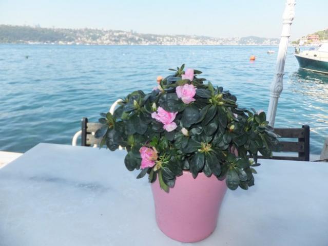 Name:  DSCF6309.jpg
Views: 256
Size:  34.9 KB