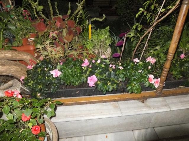 Name:  DSCF6334.jpg
Views: 267
Size:  63.9 KB